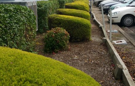 Commercial Hedge Trimming - MASTERPIECE GARDENSCAPES